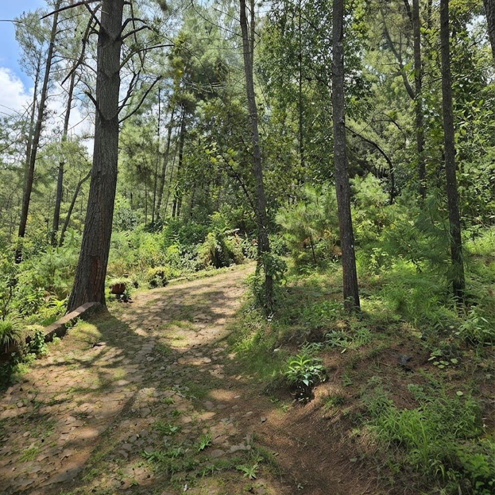 Bosques de pino y senderos Mazamitla